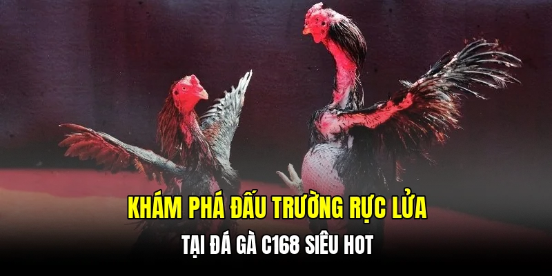 Khám phá đấu trường rực lửa tại đá gà C168 siêu hot
